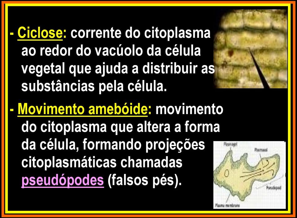 - Movimento amebóide: movimento do citoplasma que altera a forma