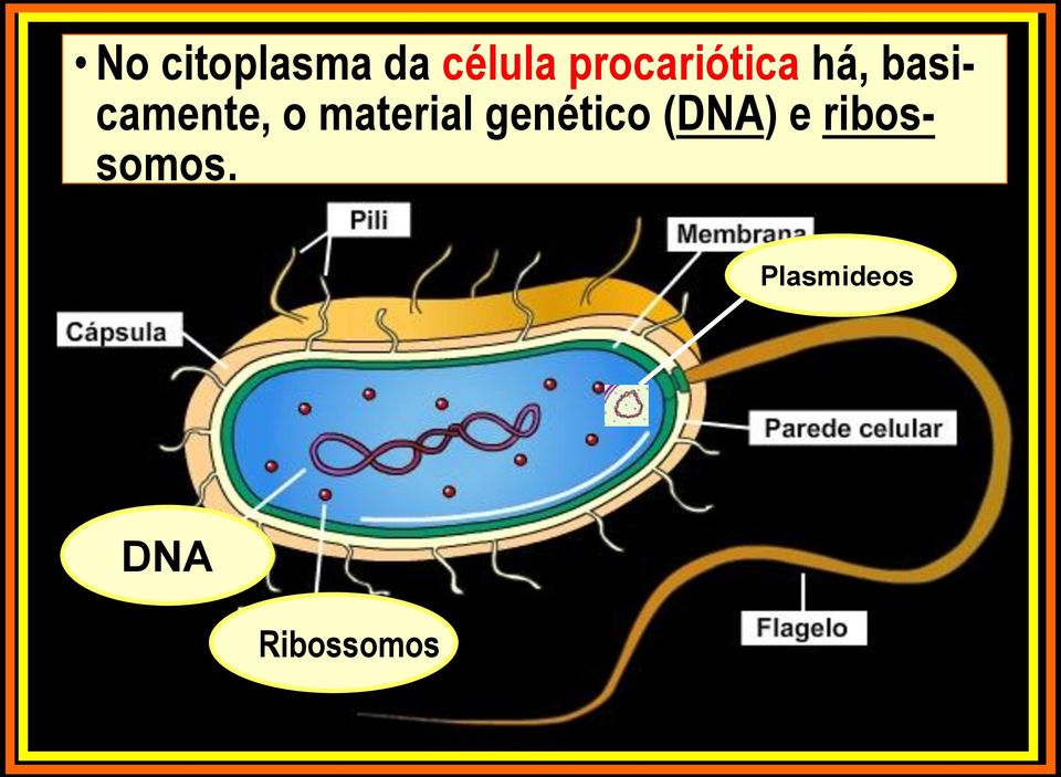 material genético (DNA) e