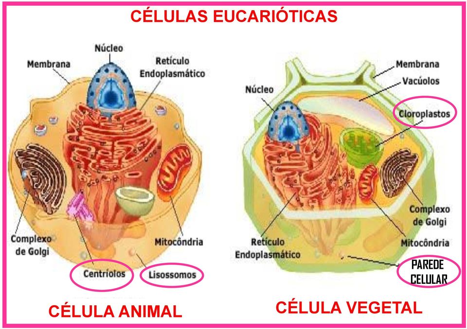 PAREDE CELULAR