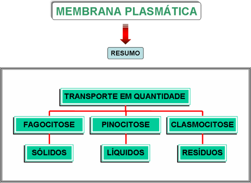 PINOCITOSE: Nem todas as células realizam fagocitose, mas a maioria das células eucariotas realiza pinocitose.