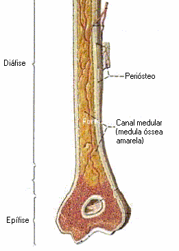 Diáfise