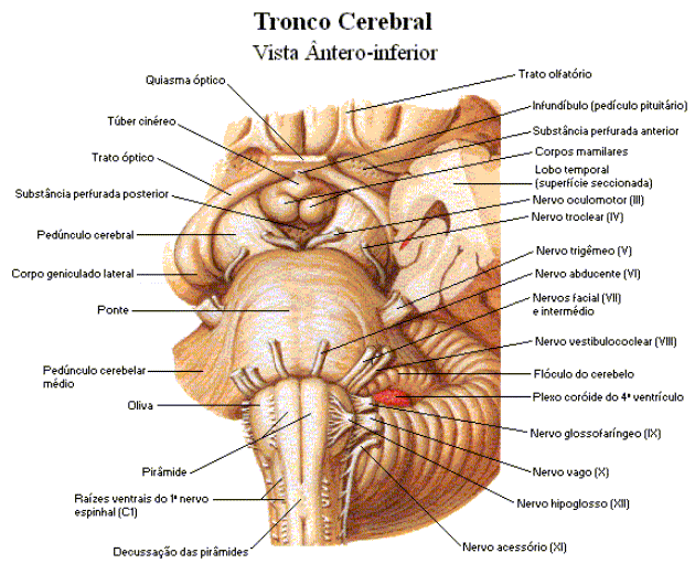 Tronco Cerebral Controla: Respiração Sistema cardiovascular Função