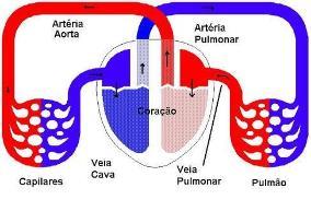 26 A princípio, vamos analisar os tipos de circulação, existem dois tipos de circulação: Pulmonar e Sistêmica.