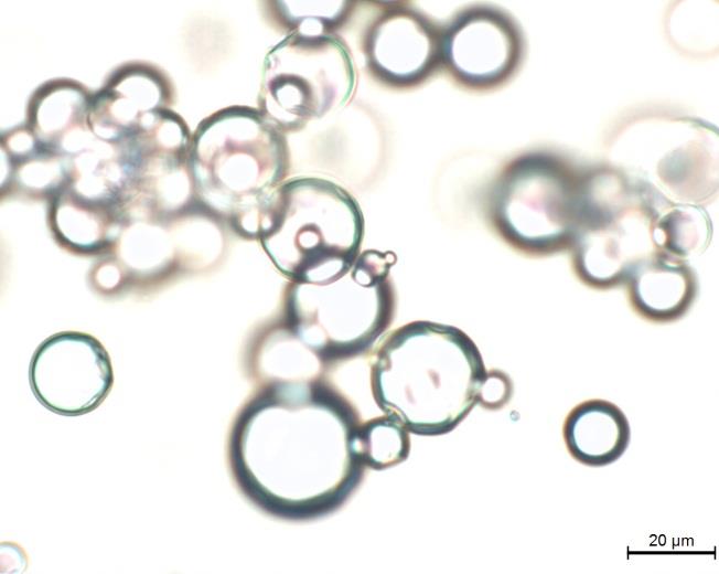 Figura 40 - Microcápsulas de PCM ao microscópio ótico 4.