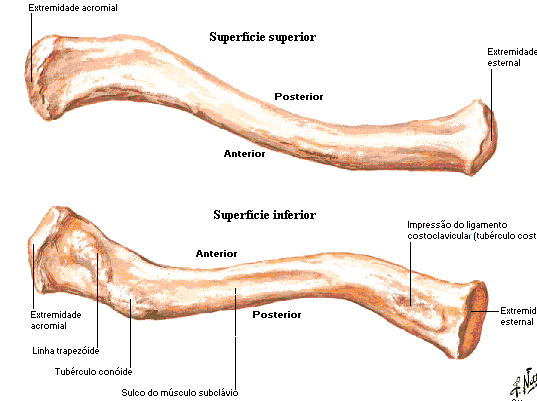 PRINCIPAIS ACIDENTES ÓSSEOS DA CINTURA ESCAPULAR CLAVÍCULA LOCALIZAÇÃO: Região ântero-látero-superior ao tórax.