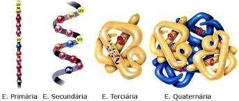 Proteínas são formadas por uma sequência específica de aminoácidos