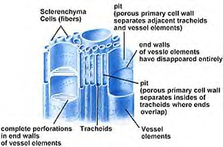perfurações nas paredes dos elementos de vaso A estrutura do xilema permite que a água seja transportada