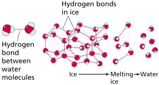 Estrutura e propriedades da água relembrando A água é uma molécula polar pontes de hidrogênio Alto valor de coesão Alto valor de adesão pontes de hidrogênio entre as moléculas