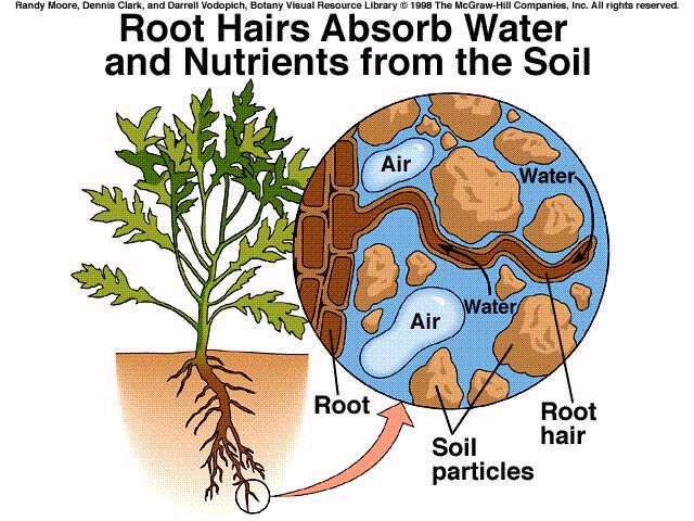 Absorção de água pela raiz Os pelos aumentam a superfície de absorção da raiz. Pelos têm vida curta (no máximo alguns dias).
