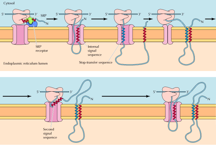 PROTEÍNAS TRANSMEMBRÂNICAS MULTIPASSO Combinações de sinais