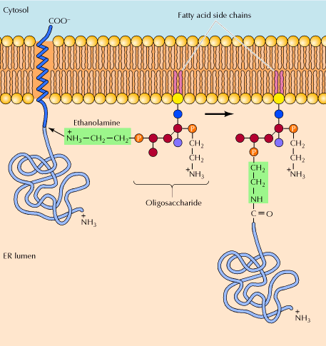 ADIÇÃO DE ÂNCORAS GPI Algumas proteínas de membrana trocam a região C terminal ligada à