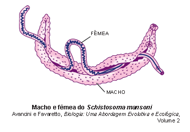 Classificação dos platelmintos Trematódeos Canal ginecóforo http://biosafetylevel.wikispaces.