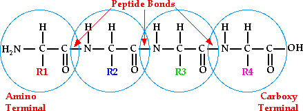 Através de várias ligações peptídicas pode ocorrer a formação de dipeptídeo, tri, tetra, penta.
