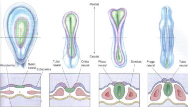 O Tubo Neural dá origem ao Sistema Nervoso Central e