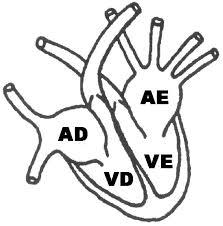 Estrutura e Funcionamento do Coração Humano O sangue que entra no átrio direito passa para o ventrículo direito. O sangue que entra no átrio esquerdo passa para o ventrículo esquerdo.
