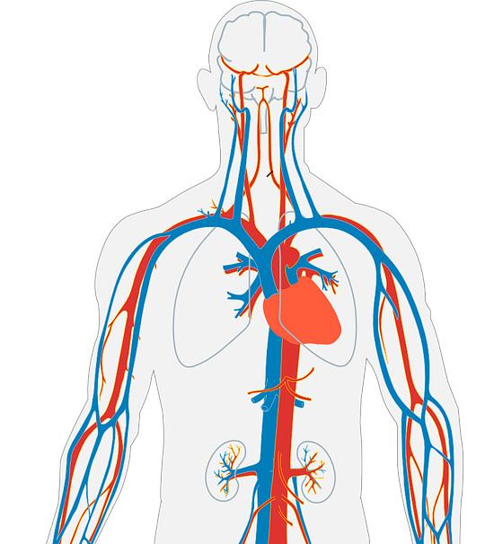 Sistema Circulatório Uma das funções desse sistema é bombear o sangue oxigenado (arterial) proveniente dos pulmões para todo o corpo e direcionar o sangue desoxigenado (venoso), que retornou ao