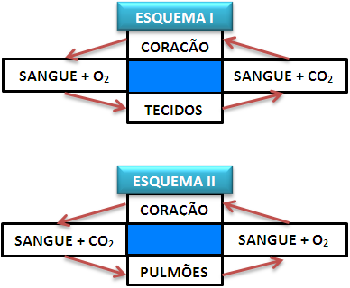 1) A figura refere-se a esquemas simplificados do sistema circulatório de um mamífero. Com base nos esquemas responda a questão: Qual a função do sistema circulatório no esquema I? E no esquema II?