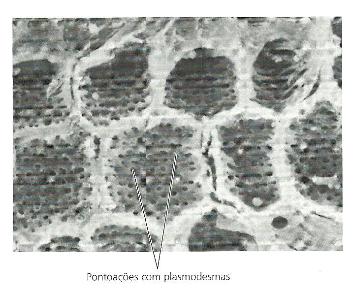 Folha de uma C4 demostrando as pontuações com plasmodesmos nas células da