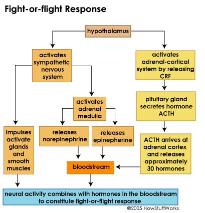 Fight-or-flight