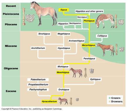 Tendências Evolutivas Regra de Cope Tamanho corporal aumenta durante a evolução de alguns grupos animais. Limitações estruturais no tamanho.