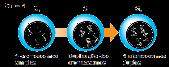 CITOLOGIA DIVISÃO CELULAR CICLO CELULAR O ciclo celular compreende os processos que ocorrem desde a formação de uma célula até sua própria divisão. A principal característica é sua natureza cíclica.