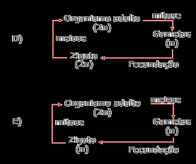 O esquema anterior mostra um único par de homólogos, com um par de alelos, em heterozigose.