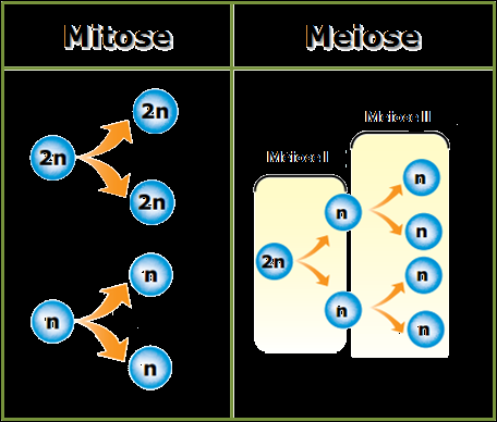 Logo após a subfase G2, portanto com o material genético nuclear já duplicado, a célula inicia um dos processos de divisão celular: mitose ou meiose.