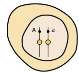 D) anáfase da divisão II da meiose anáfase da mitose anáfase da divisão I da meiose. E) anáfase da divisão I da meiose anáfase da mitose anáfase da divisão II da meiose. 10.