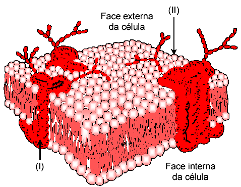 ao sistema A-B-O Tais moléculas vão ajudar a compor uma região denominada: a) Glicocálix b) Citoesqueleto c) Desmossomo d) Microvilosidade e) Parede celular 10 - (UESPI) O esquema abaixo ilustra a