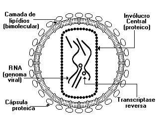 Com relação a este vírus considere as proposições: 1 - O vírus da AIDS é um retrovirus capaz de produzir molde de DNA, pela ação da enzima transcriptase reversa, a partir do RNA.