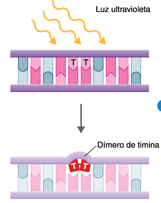 UV = 210 a 328 nm (240 a 280 nm) (Absorvida pelo DNA e proteínas) Efeitos Diretos Mutação, Formação de Dímeros de