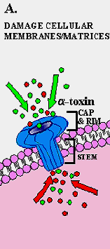 Toxinas S. aureus produz cinco toxinas citolíticas que danificam membrana celular.