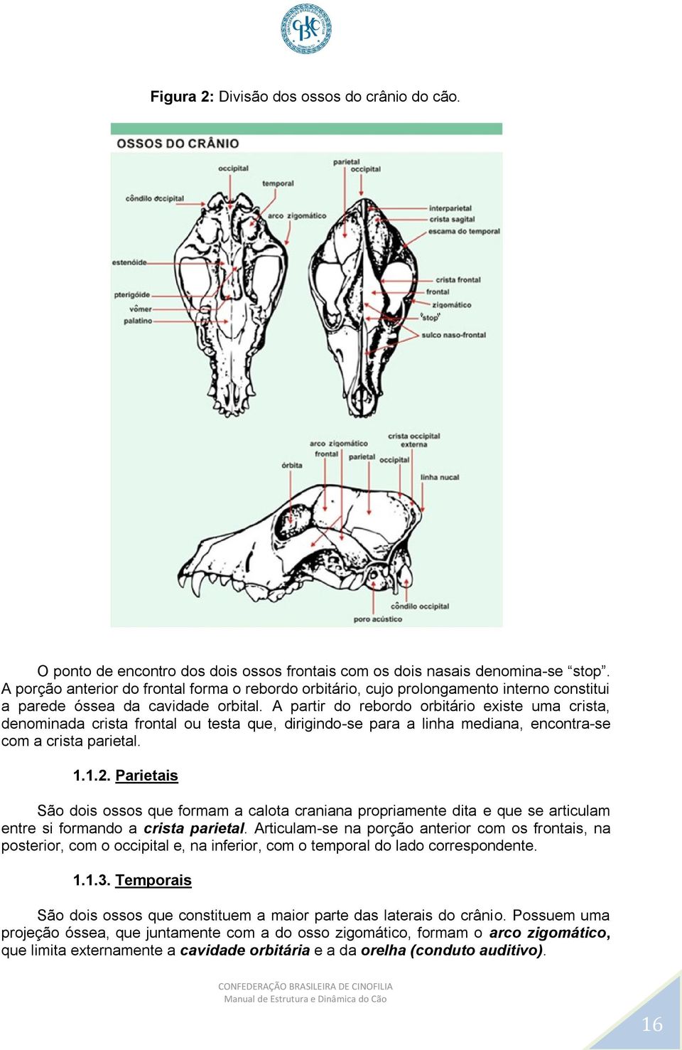 A partir do rebordo orbitário existe uma crista, denominada crista frontal ou testa que, dirigindo-se para a linha mediana, encontra-se com a crista parietal. 1.1.2.