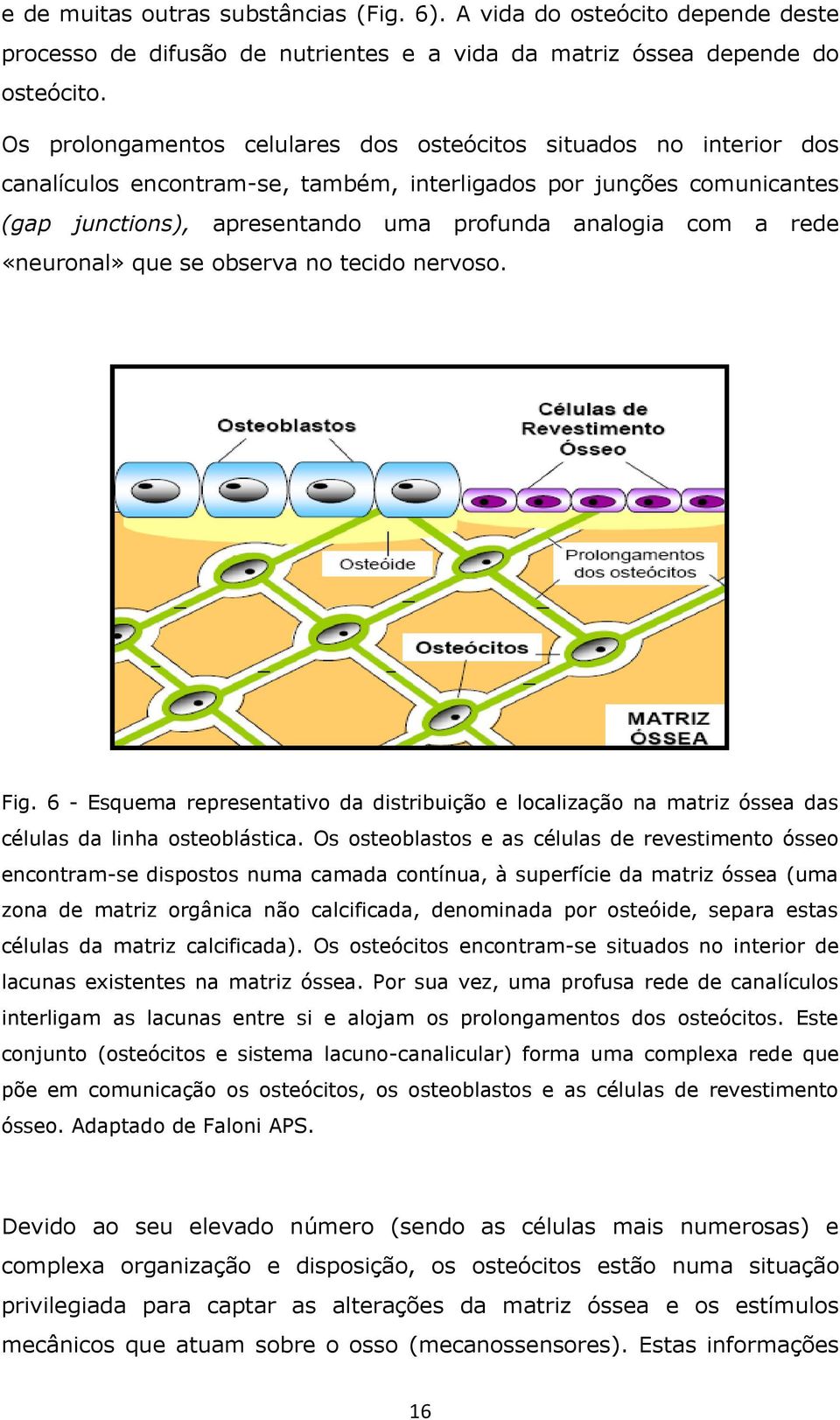 rede «neuronal» que se observa no tecido nervoso. Fig. 6 - Esquema representativo da distribuição e localização na matriz óssea das células da linha osteoblástica.