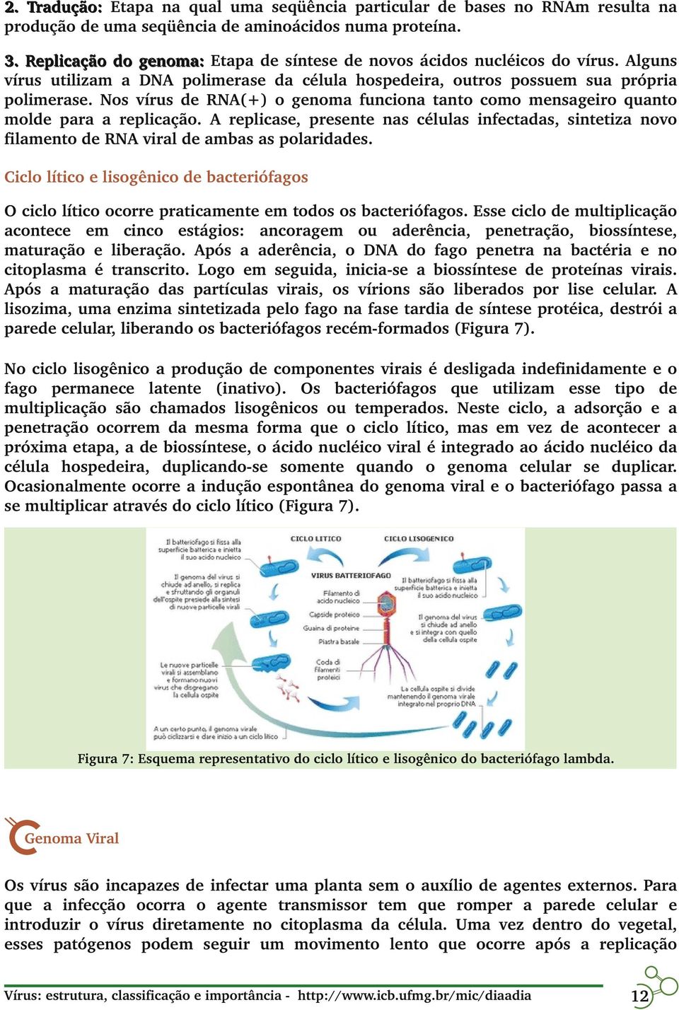 Nos vírus de RNA(+) o genoma funciona tanto como mensageiro quanto molde para a replicação. A replicase, presente nas células infectadas, sintetiza novo filamento de RNA viral de ambas as polaridades.