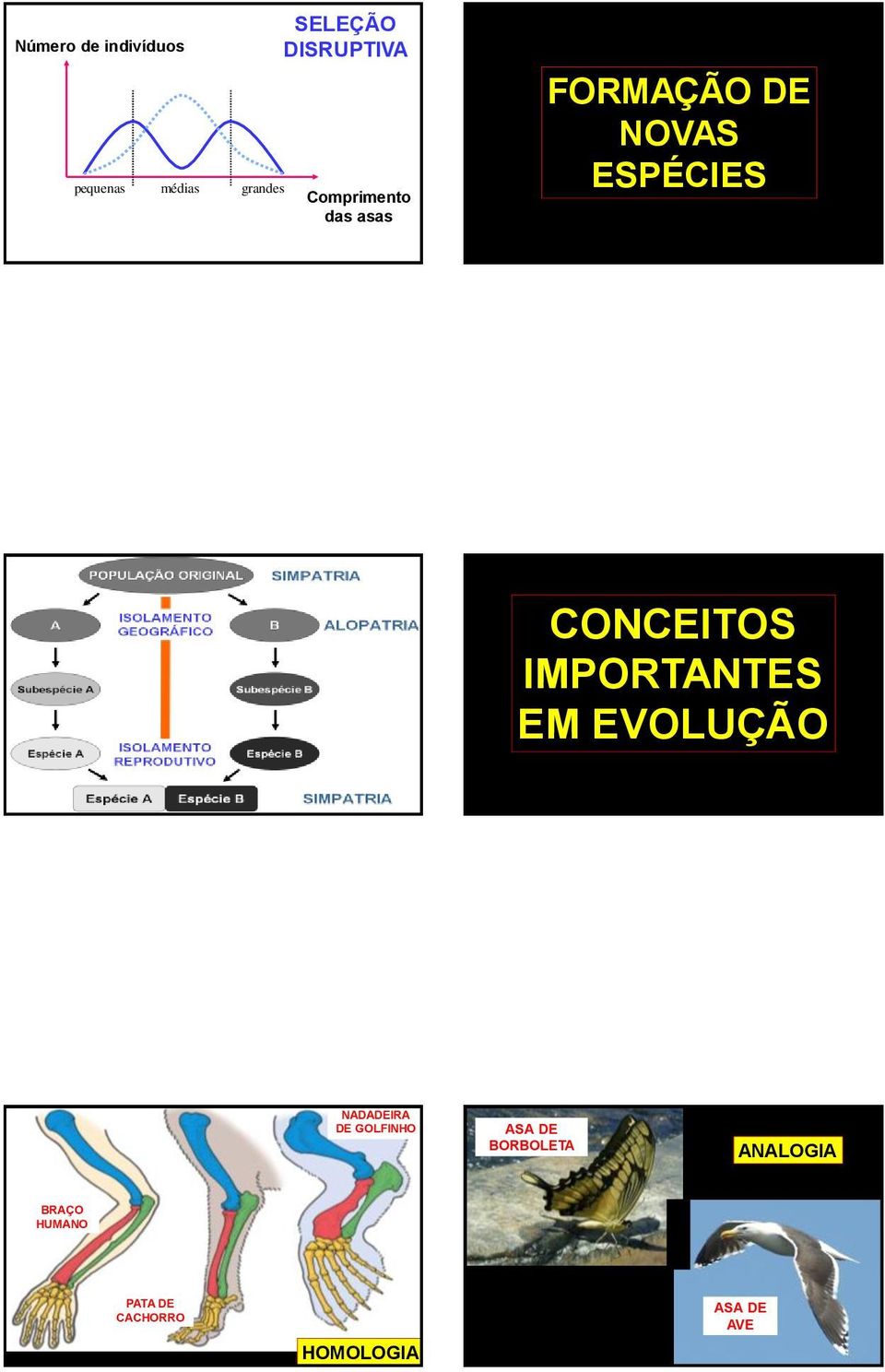 CONCEITOS IMPORTANTES EM EVOLUÇÃO NADADEIRA DE GOLFINHO ASA