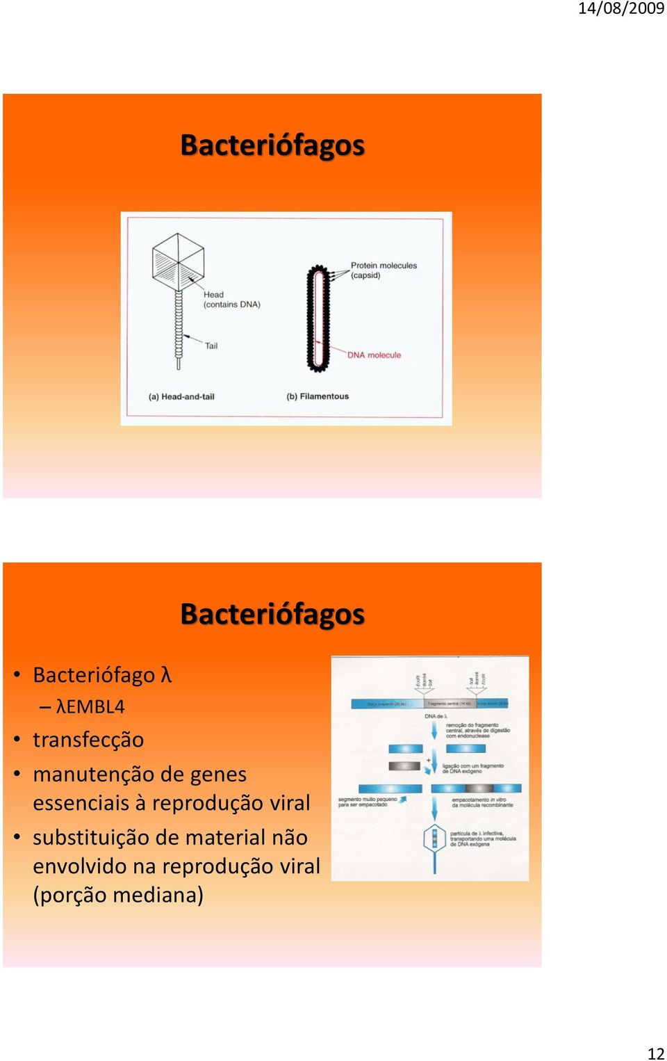 reprodução viral substituição de material não