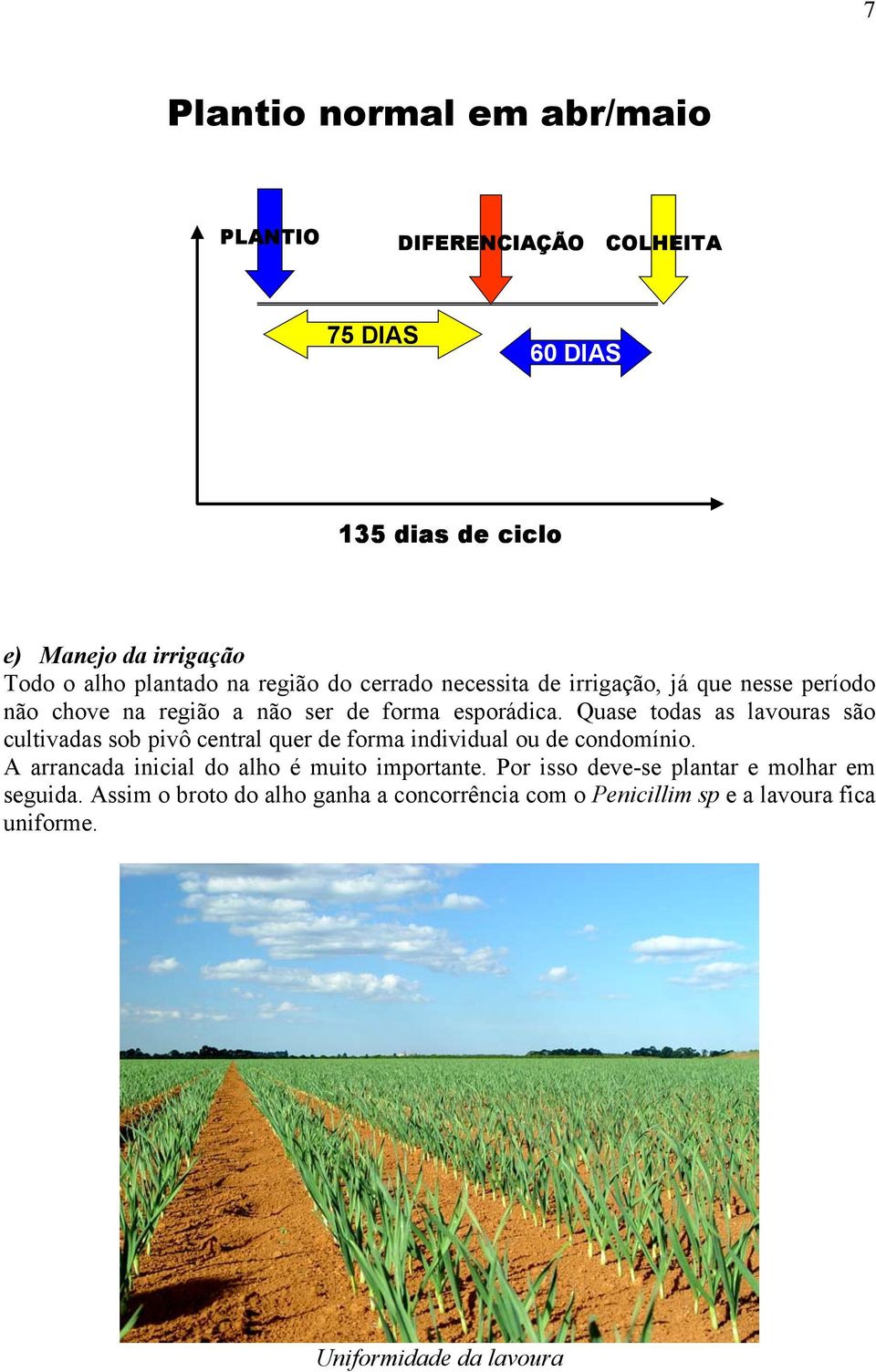 Quase todas as lavouras são cultivadas sob pivô central quer de forma individual ou de condomínio.