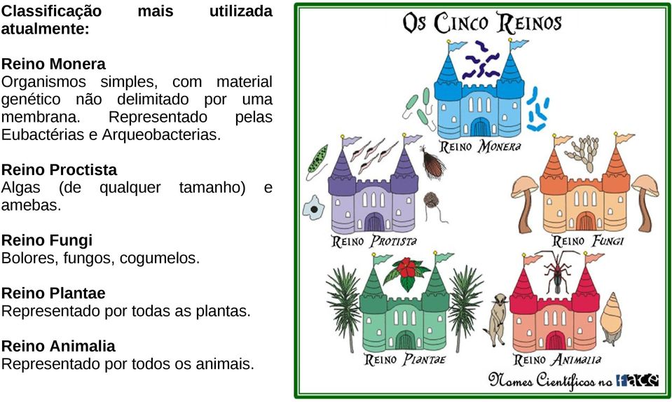 Reino Proctista Algas (de qualquer tamanho) e amebas. Reino Fungi Bolores, fungos, cogumelos.