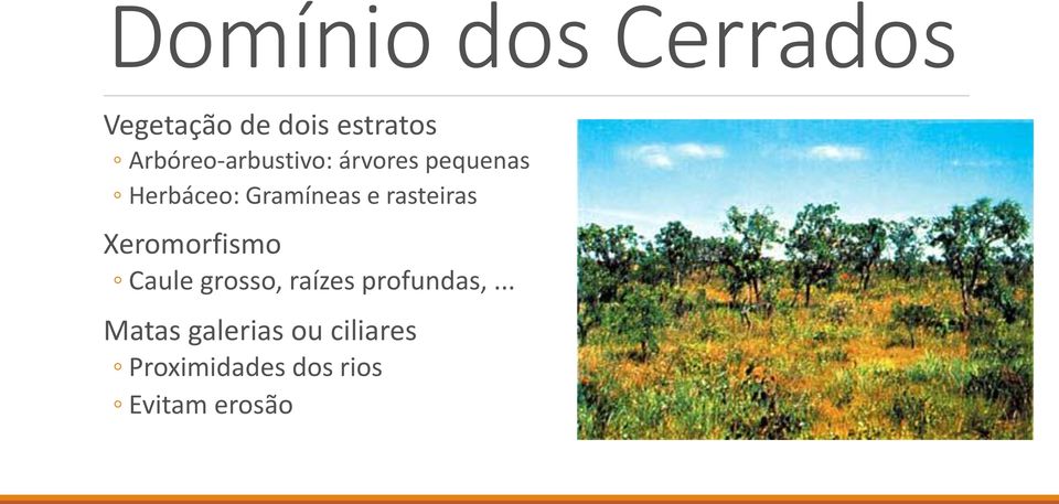 e rasteiras Xeromorfismo Caule grosso, raízes profundas,.