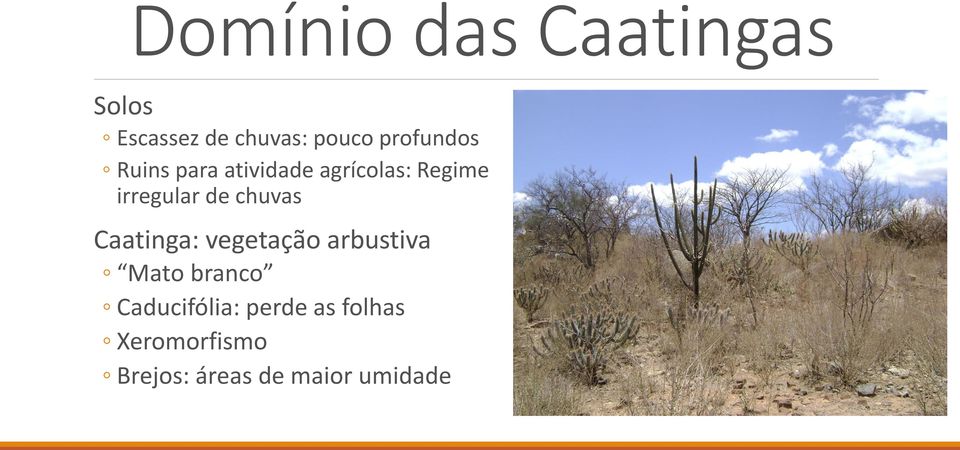 de chuvas Caatinga: vegetação arbustiva Mato branco