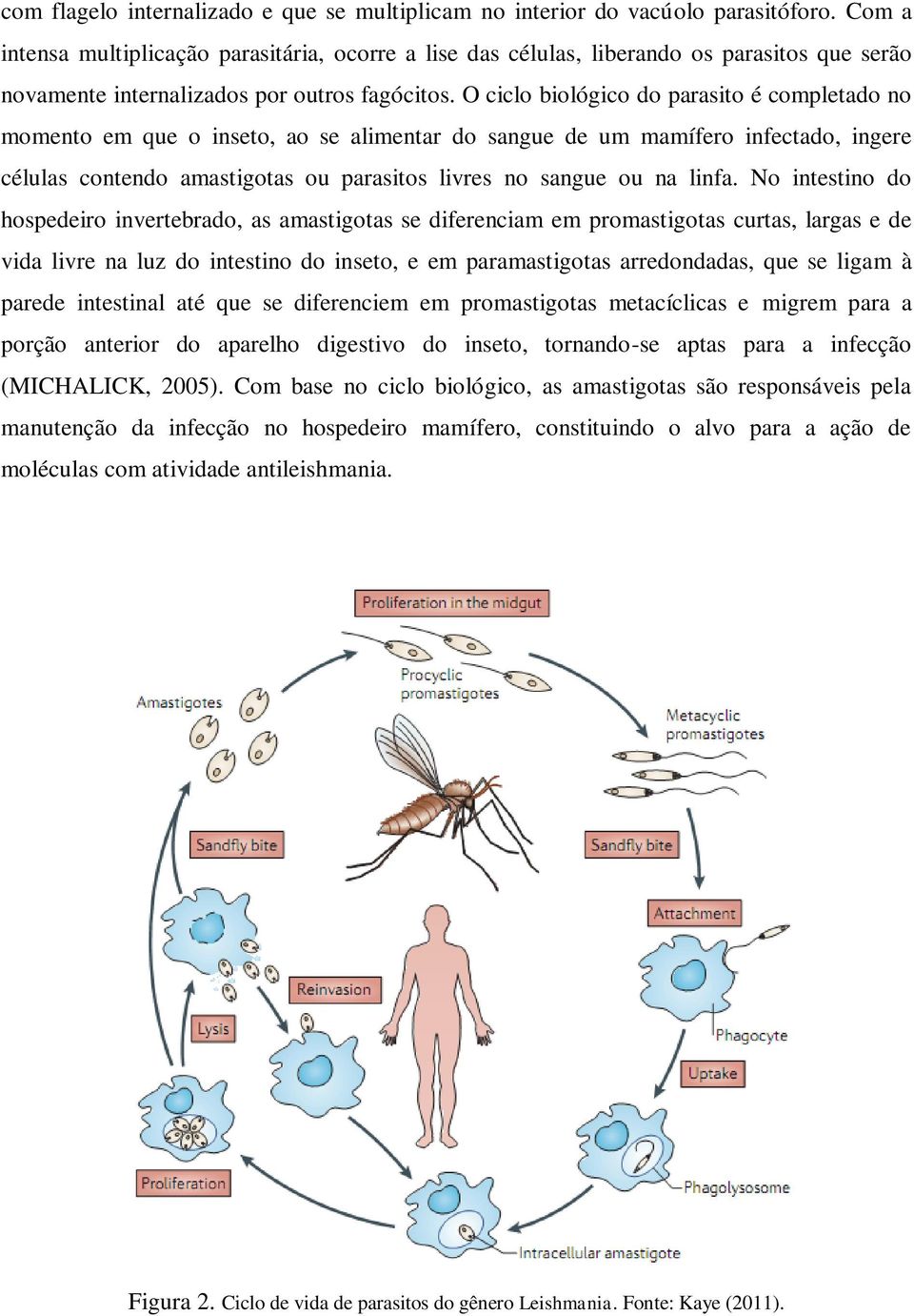 O ciclo biológico do parasito é completado no momento em que o inseto, ao se alimentar do sangue de um mamífero infectado, ingere células contendo amastigotas ou parasitos livres no sangue ou na