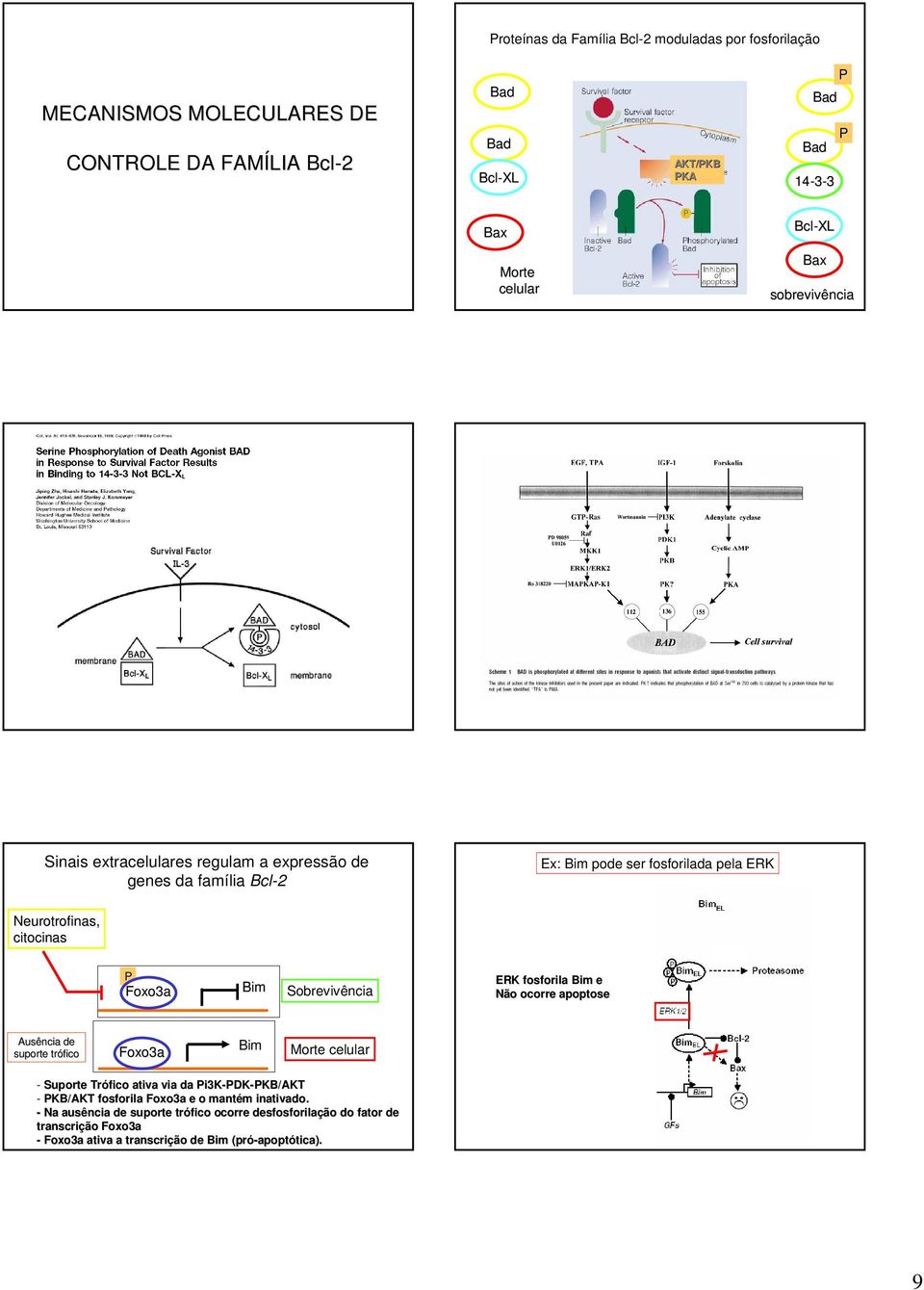 Sobrevivência ERK fosforila Bim e Não ocorre apoptose Ausência de suporte trófico Foxo3a Bim Morte celular - Suporte Trófico ativa via da Pi3K-PDK PDK-PKB/AKTPKB/AKT -