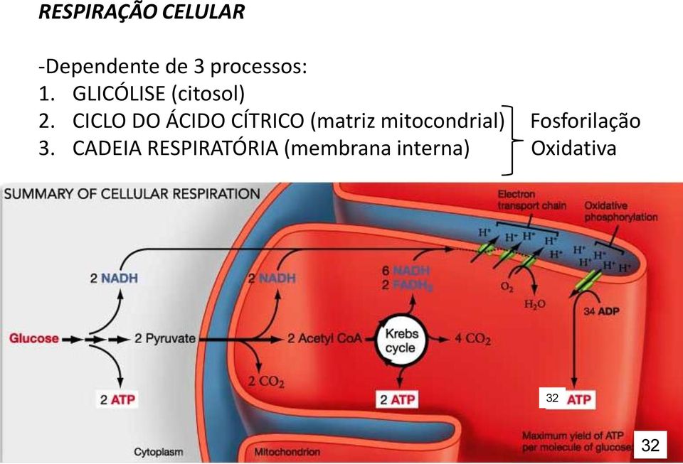 CICLO DO ÁCIDO CÍTRICO (matriz mitocondrial)