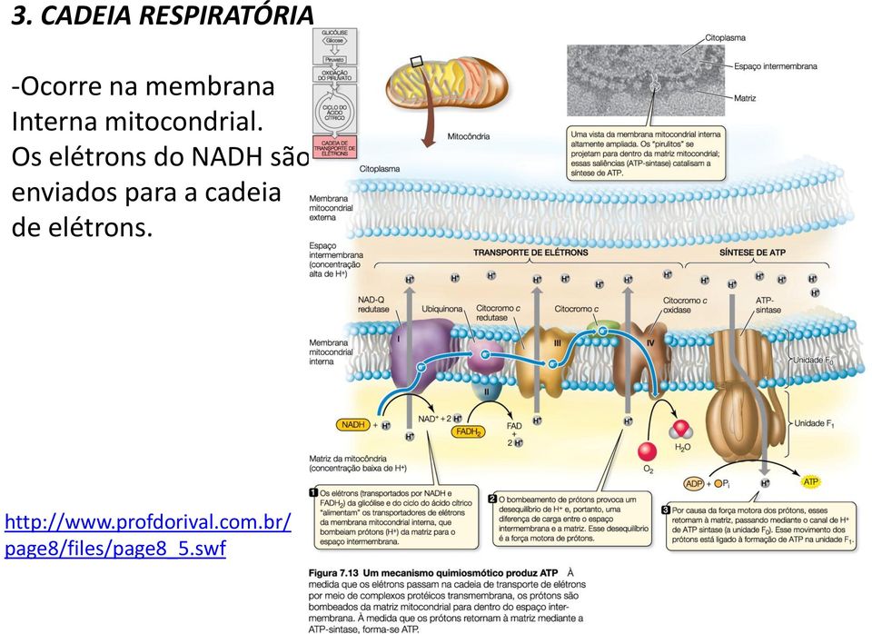 Os elétrons do NADH são enviados para a