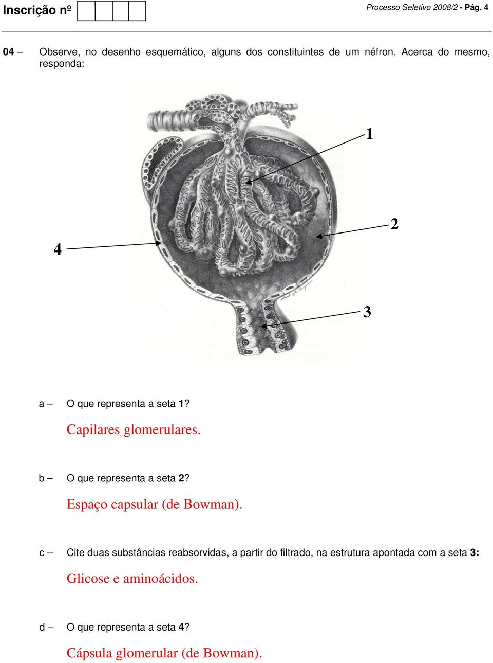 b O que representa a seta 2? Espaço capsular (de Bowman).