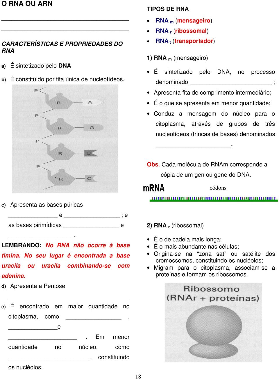 apresenta em menor quantidade; Conduz a mensagem do núcleo para o citoplasma, através de grupos de três nucleotídeos (trincas de bases) denominados.