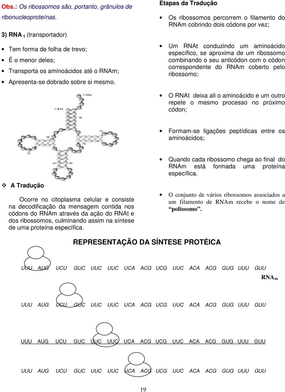 Etapas da Tradução Os ribossomos percorrem o filamento do RNAm cobrindo dois códons por vez; Um RNAt conduzindo um aminoácido específico, se aproxima de um ribossomo combinando o seu anticódon com o