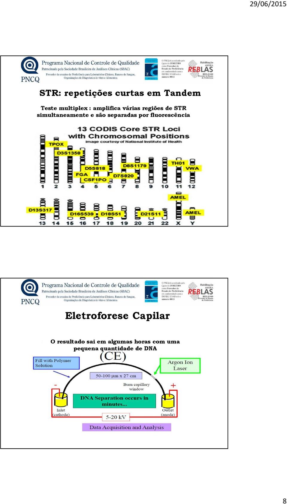 separadas por fluorescência Eletroforese Capilar O