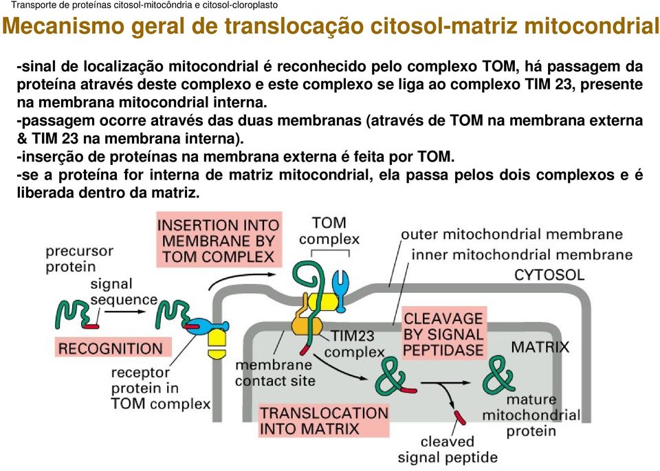 membrana mitocondrial interna. passagem ocorre através das duas membranas (através de TOM na membrana externa & TIM 23 na membrana interna).